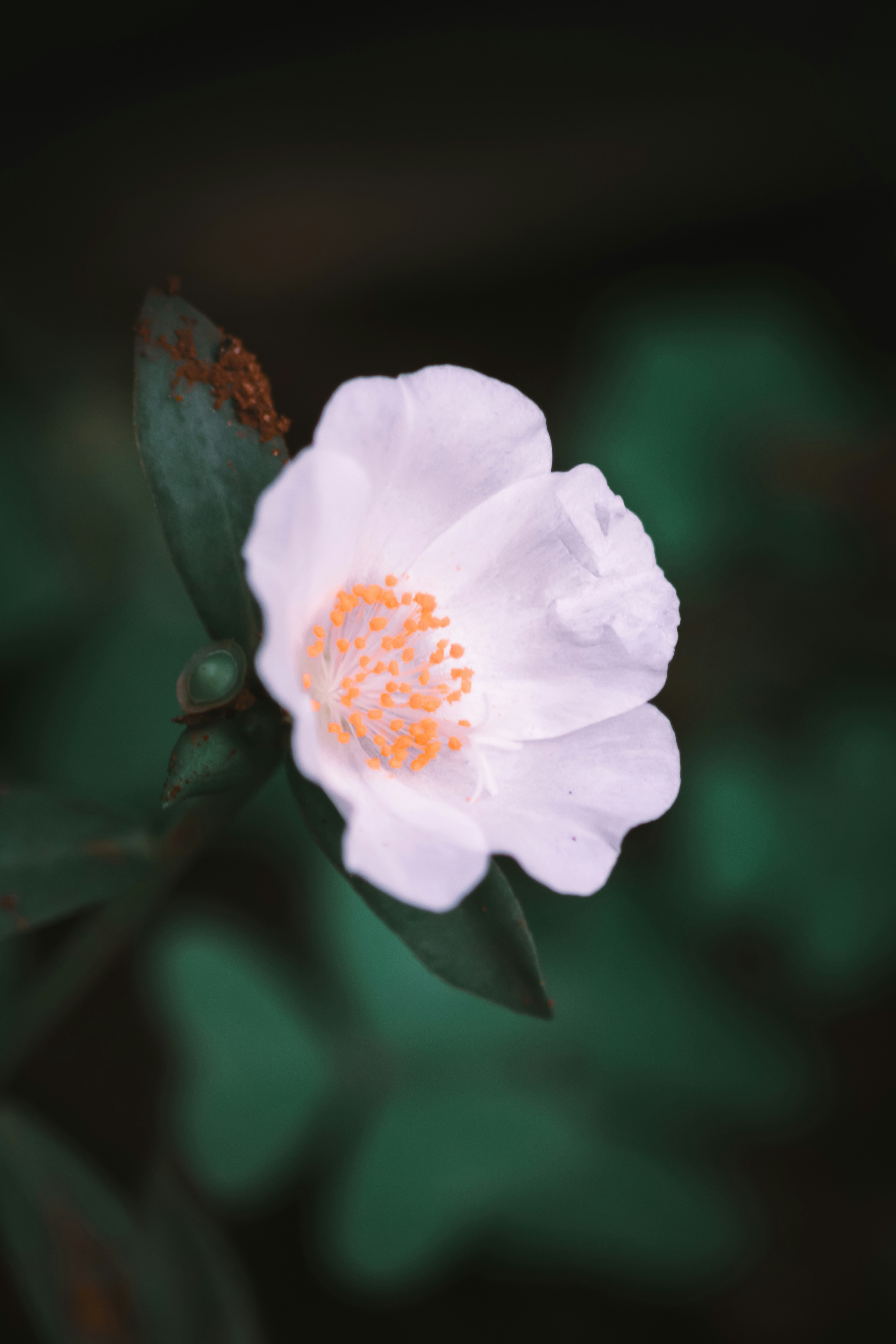 Photo by thilak_cm212