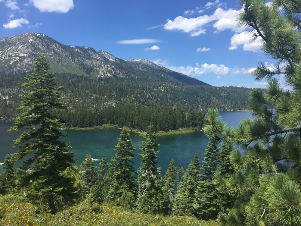 green pine trees near lake under blue sky during daytime