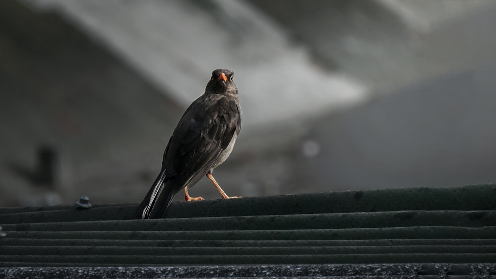 brown bird on black metal bar