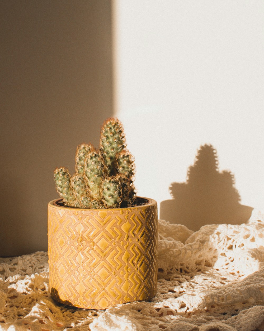 Foto Cactus verde en maceta de mimbre marrón – Imagen Francia gratis en  Unsplash