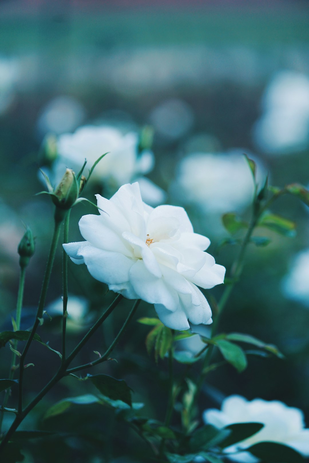 white flower in tilt shift lens