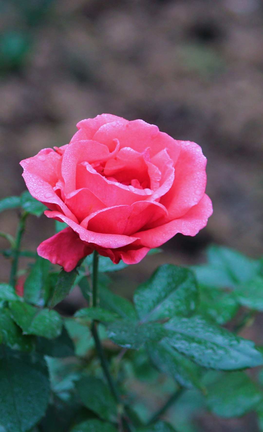 pink rose in bloom during daytime