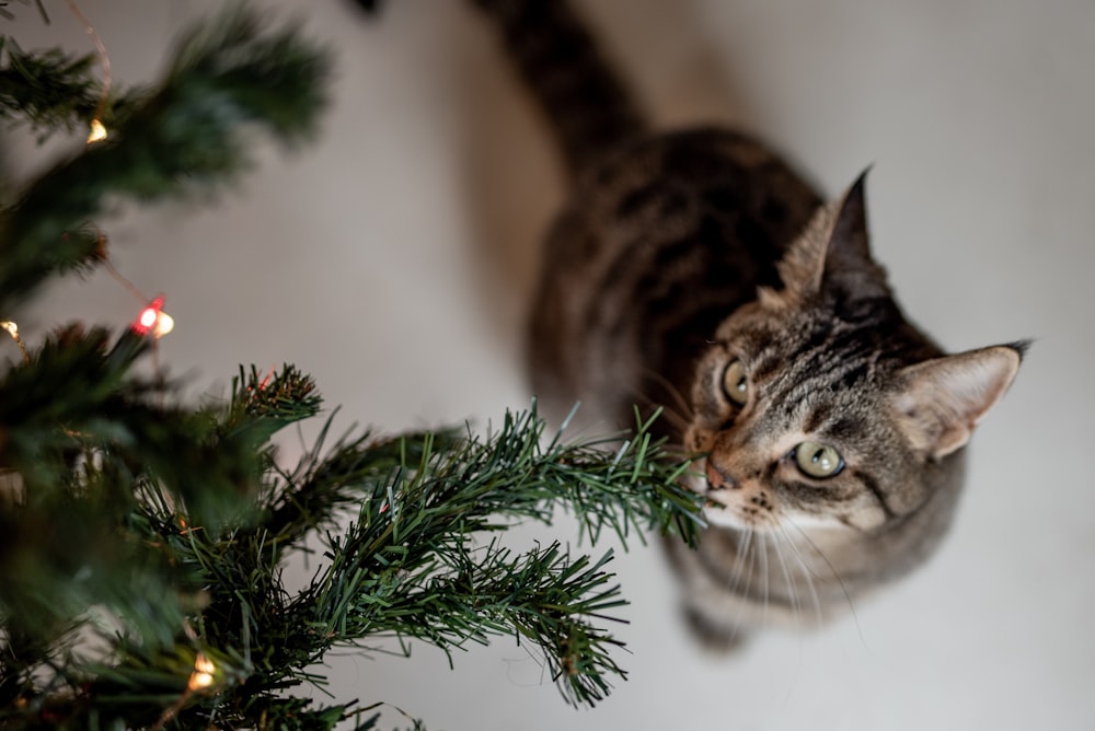 brown tabby cat on green christmas tree