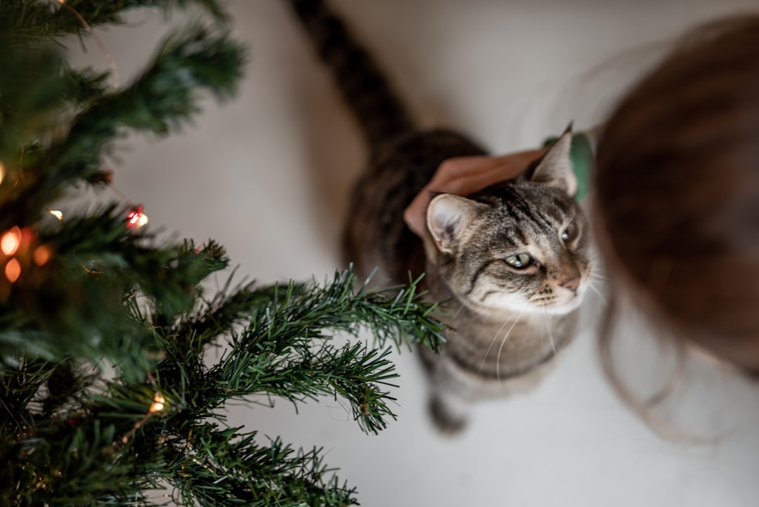 brown tabby cat on green christmas tree