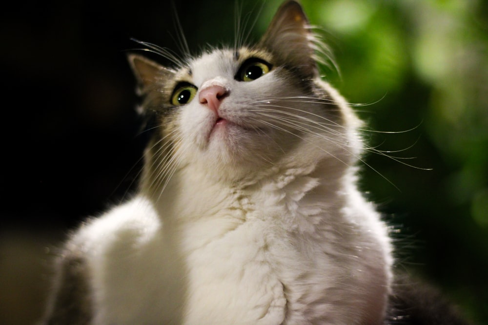 white and gray cat with black background