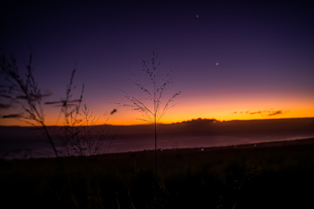 silhouette of grass during sunset