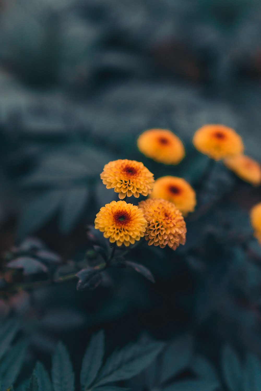 yellow flowers in tilt shift lens