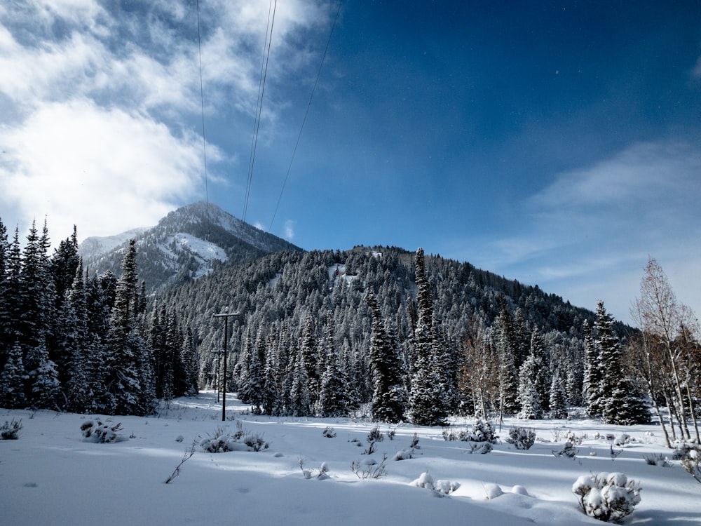 snow covered field and trees under blue sky during daytime