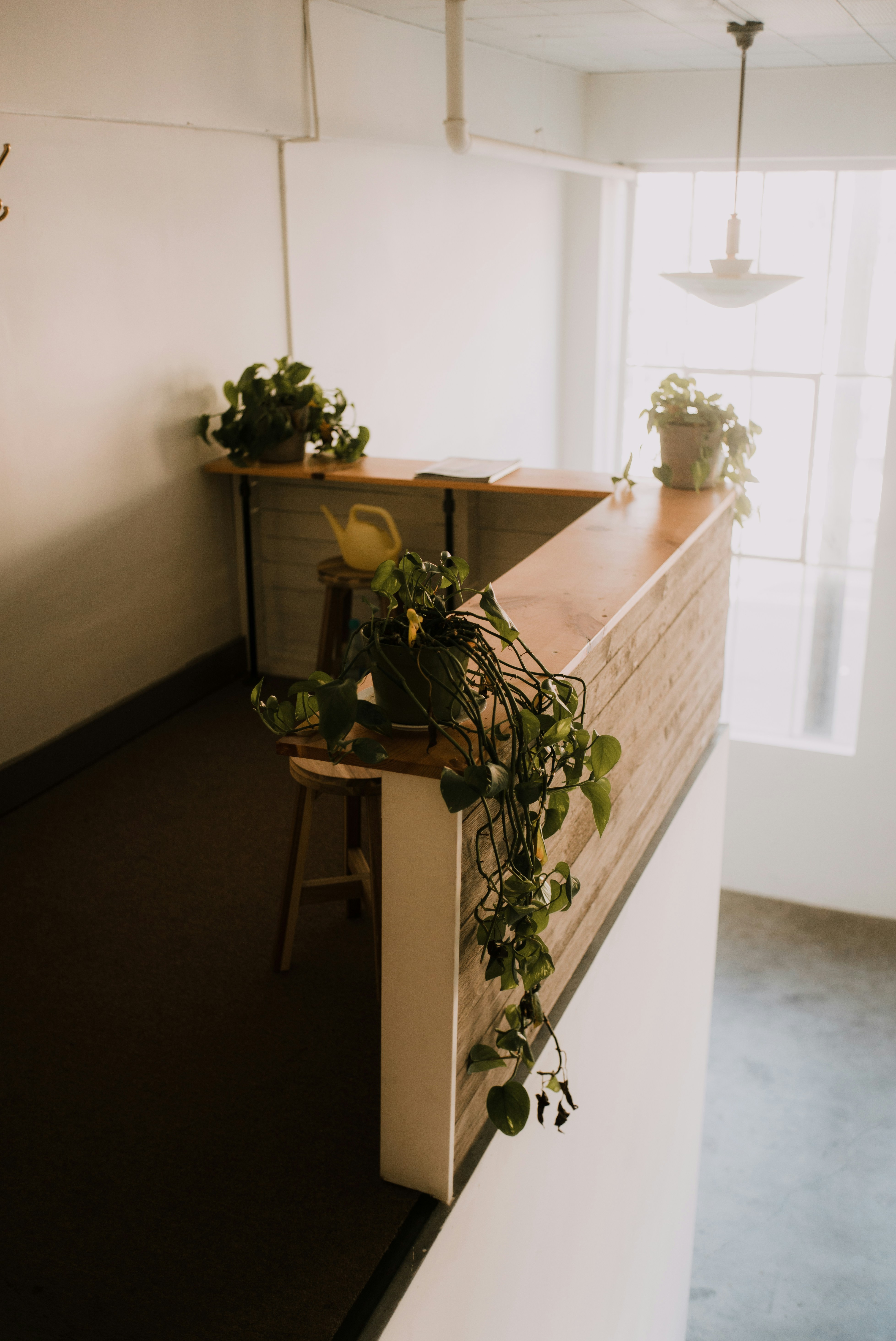 Mostrador de recepción con plantas en macetas y taburetes de madera.