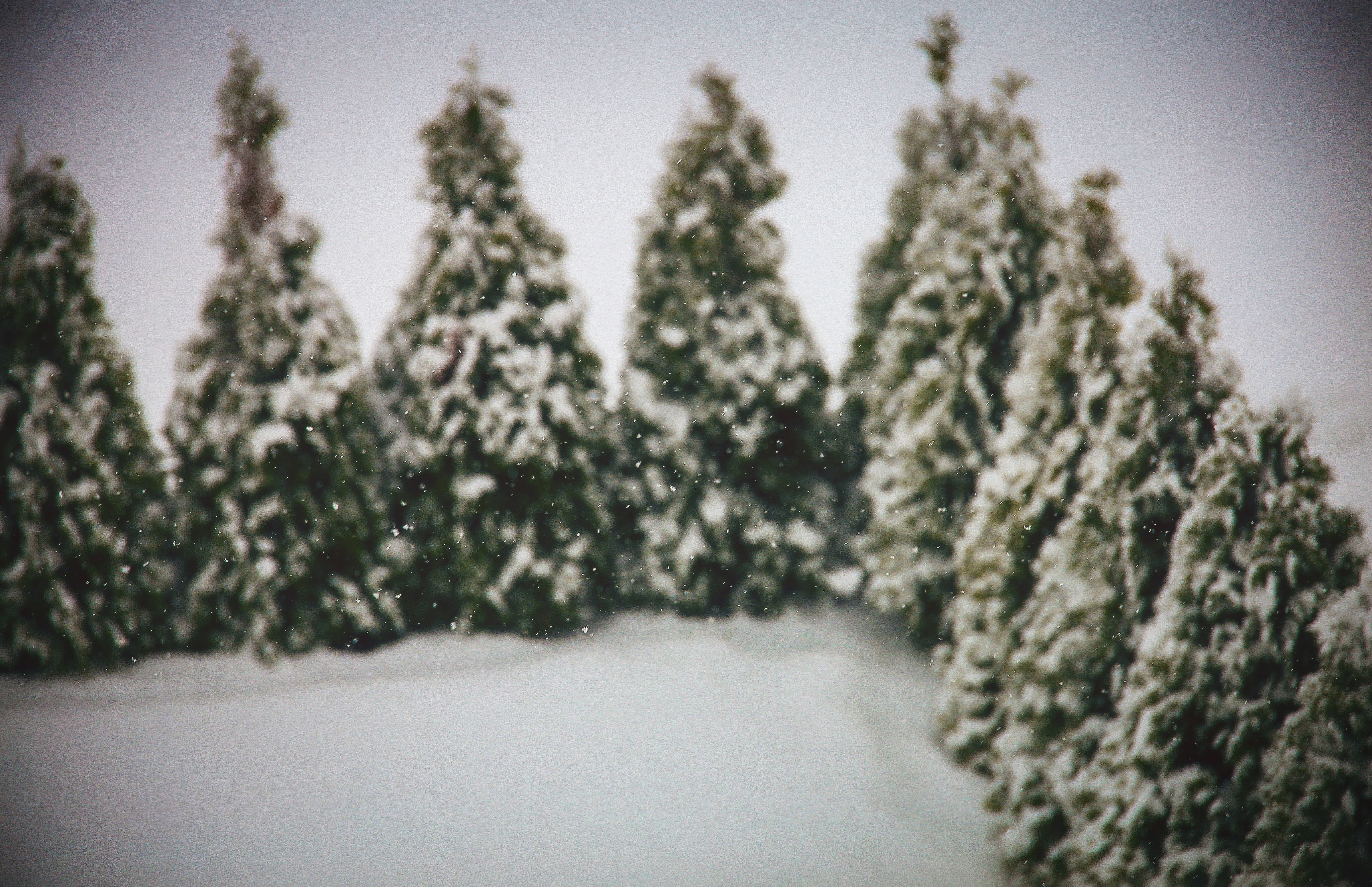 green pine tree covered with snow