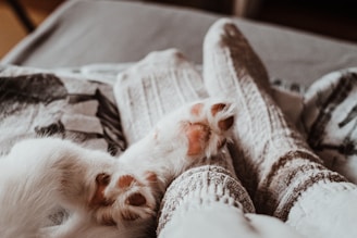 Soft, cozy socks cover human feet resting on a bed or couch, with a cat's paws visible nearby, creating a warm and relaxed setting.