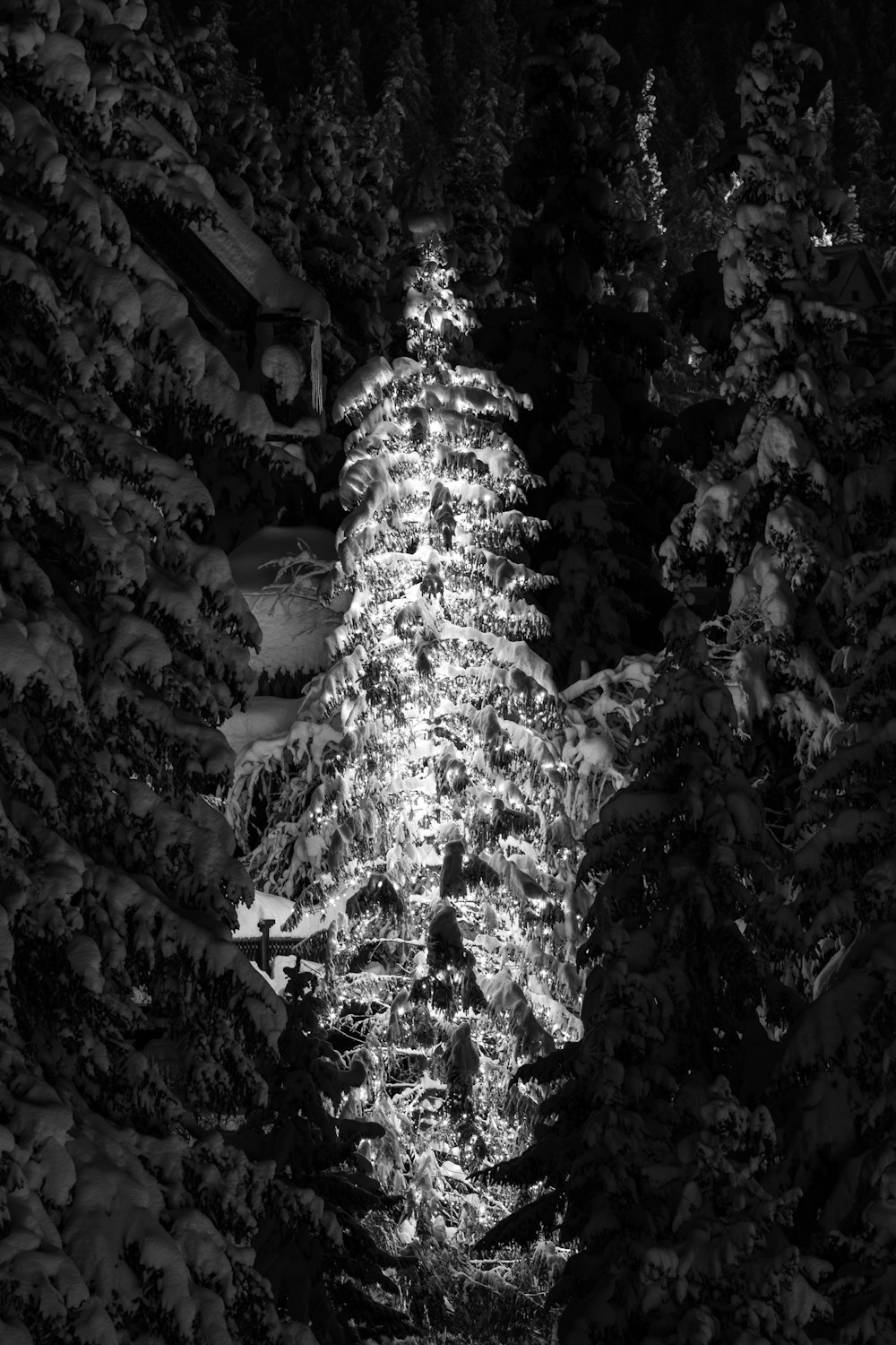 grayscale photo of pine tree covered with snow