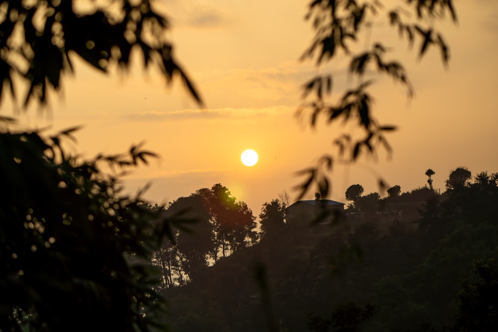 silhouette of trees during sunset