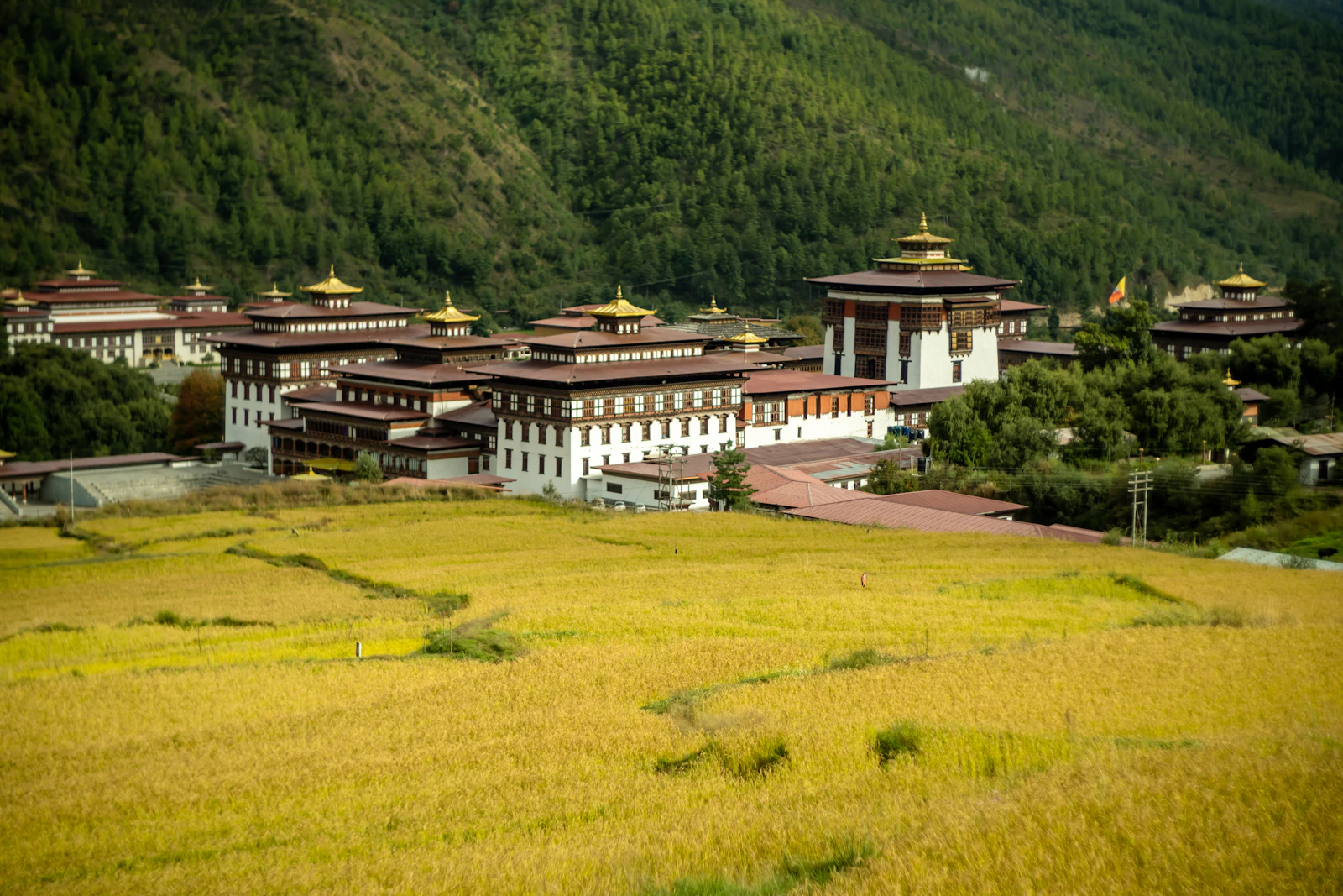 Tashichho Dzong in Thimphu beyond a field of ripe golden rice, forested mountainside rising behind the fortress