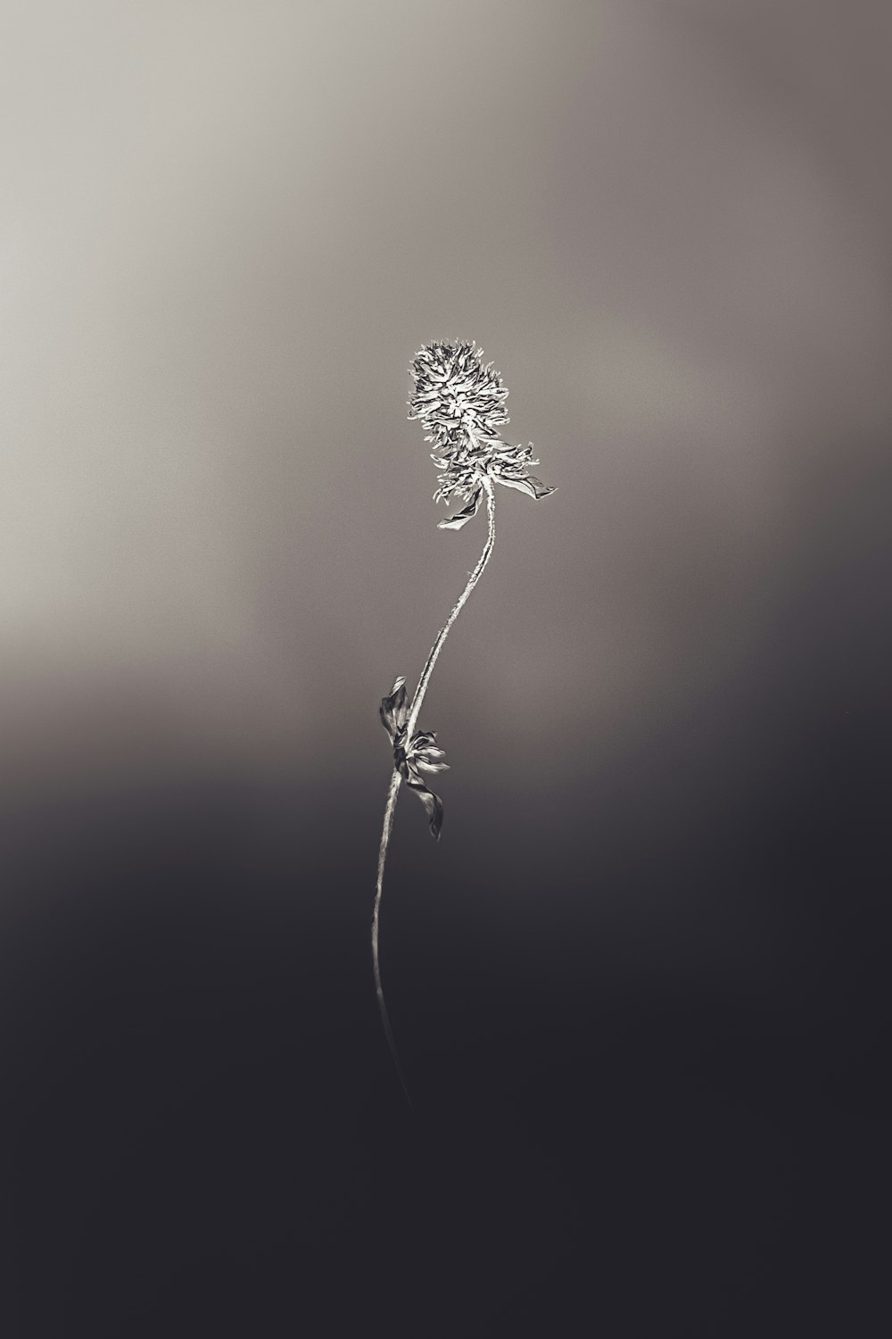 grayscale photo of flower in bloom