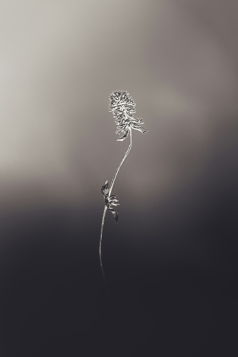Foto in scala di grigi di un fiore in fiore