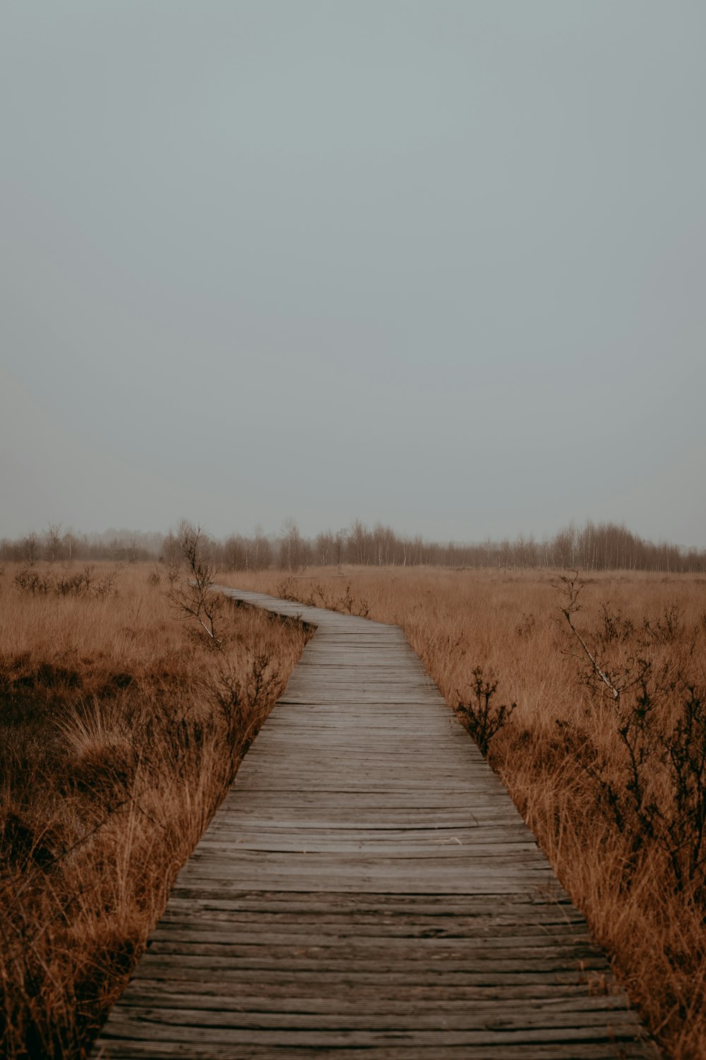 brown wooden pathway between brown grass field during daytime