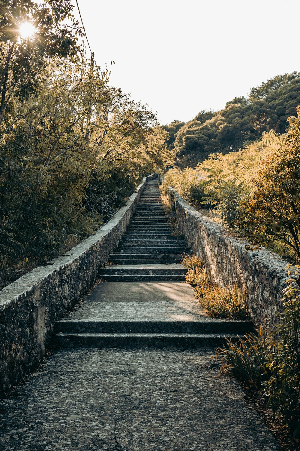 gray concrete pathway between green trees during daytime