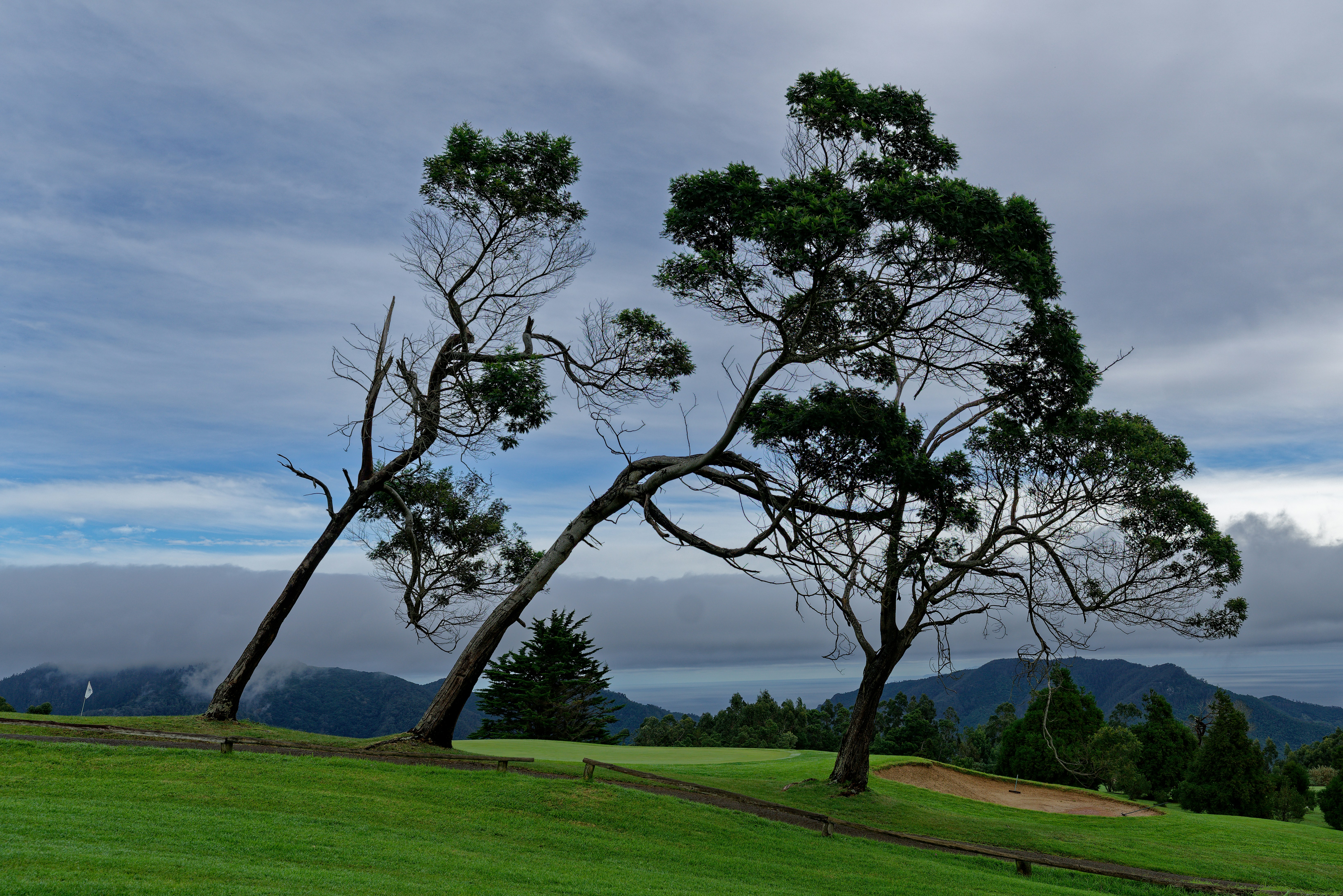 A small stand of trees on the Santo Serra Golf course on the island of Madeira, Portugal