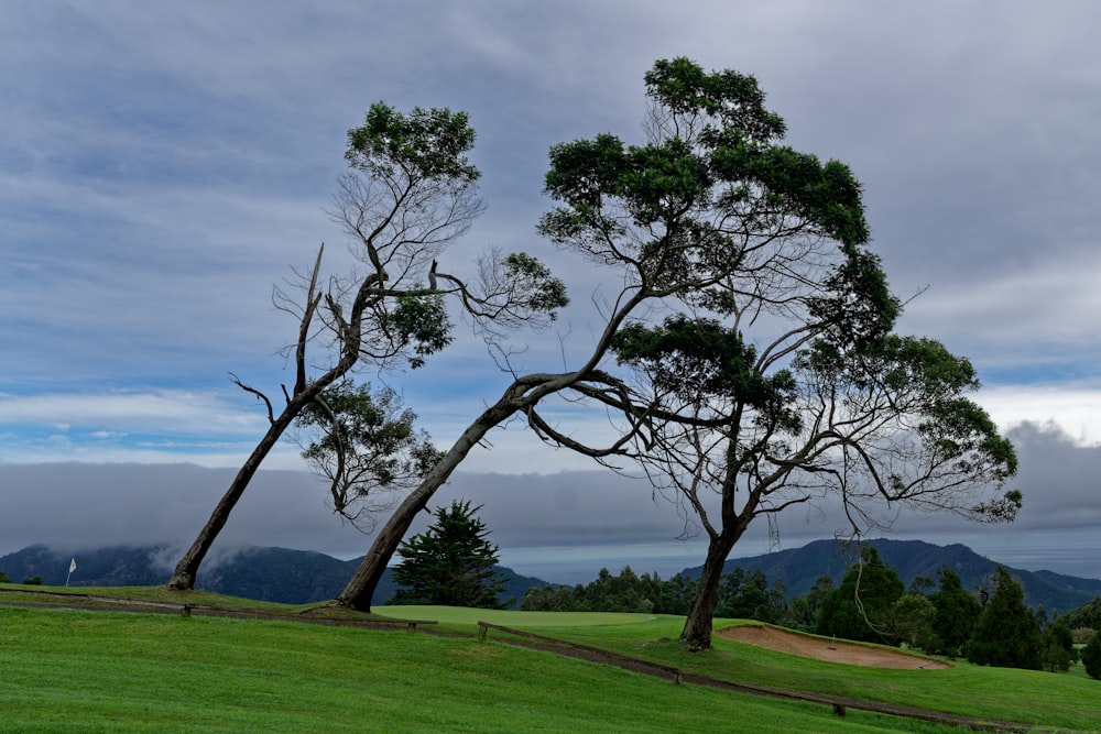 green grass field with trees under gray sky