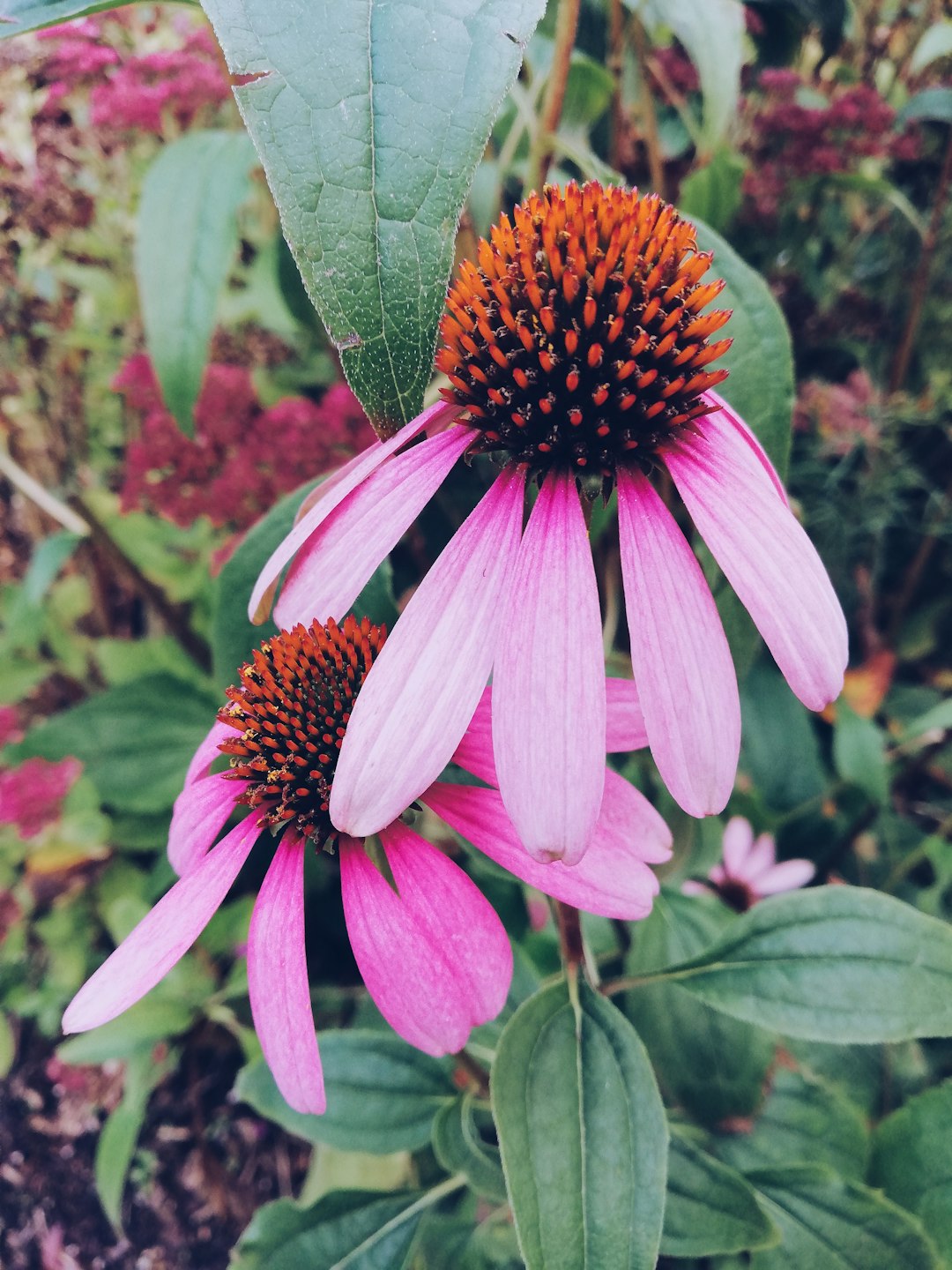 pink and white flower in macro lens