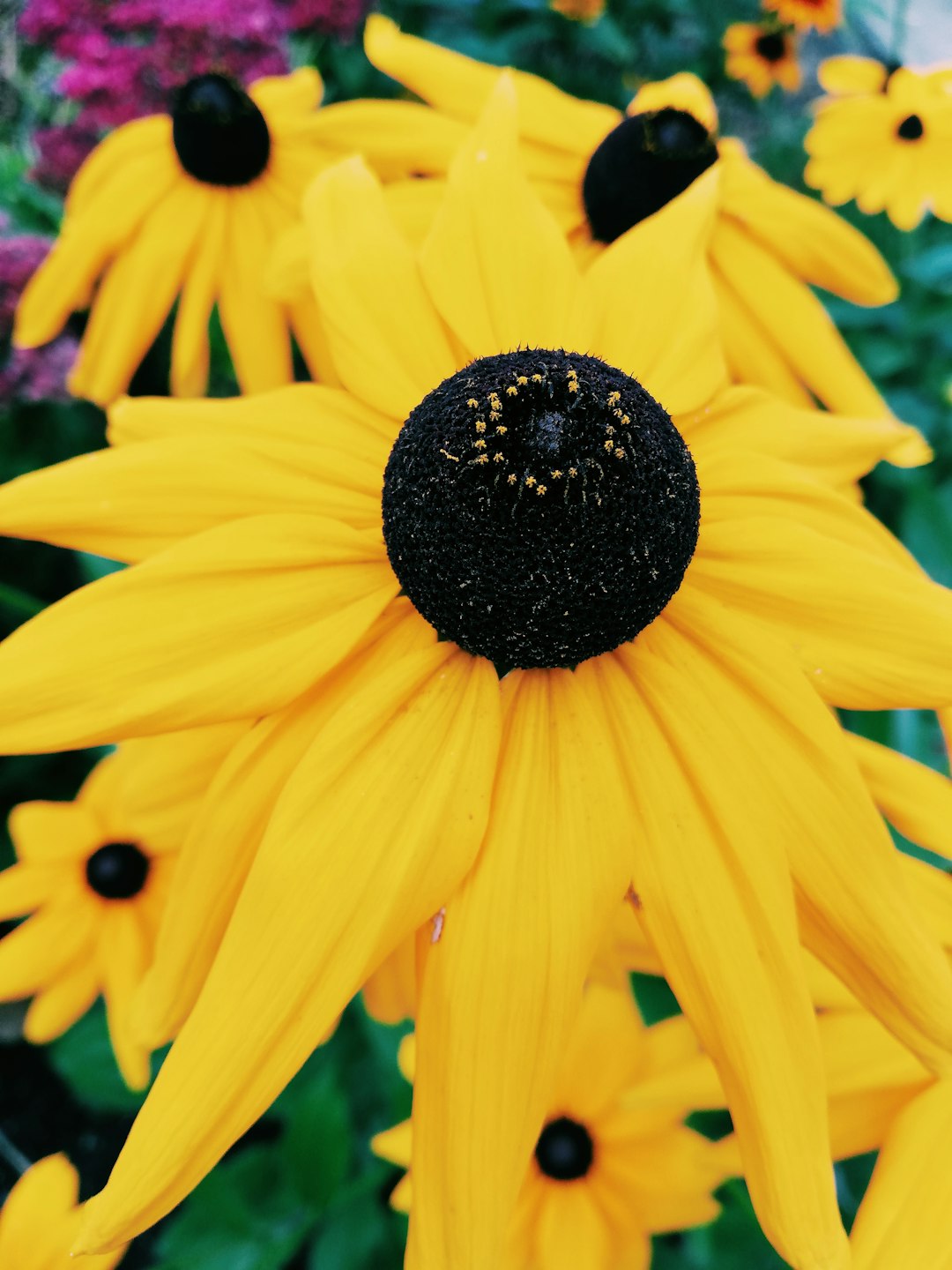 yellow flower in macro lens