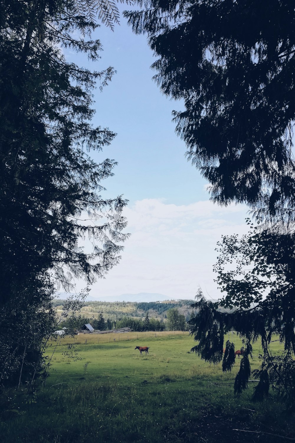 green grass field with trees under blue sky during daytime