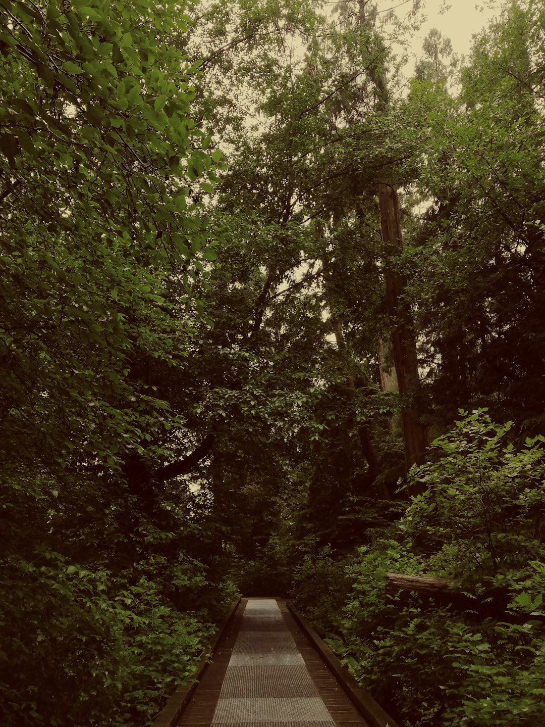 green trees near brown wooden fence