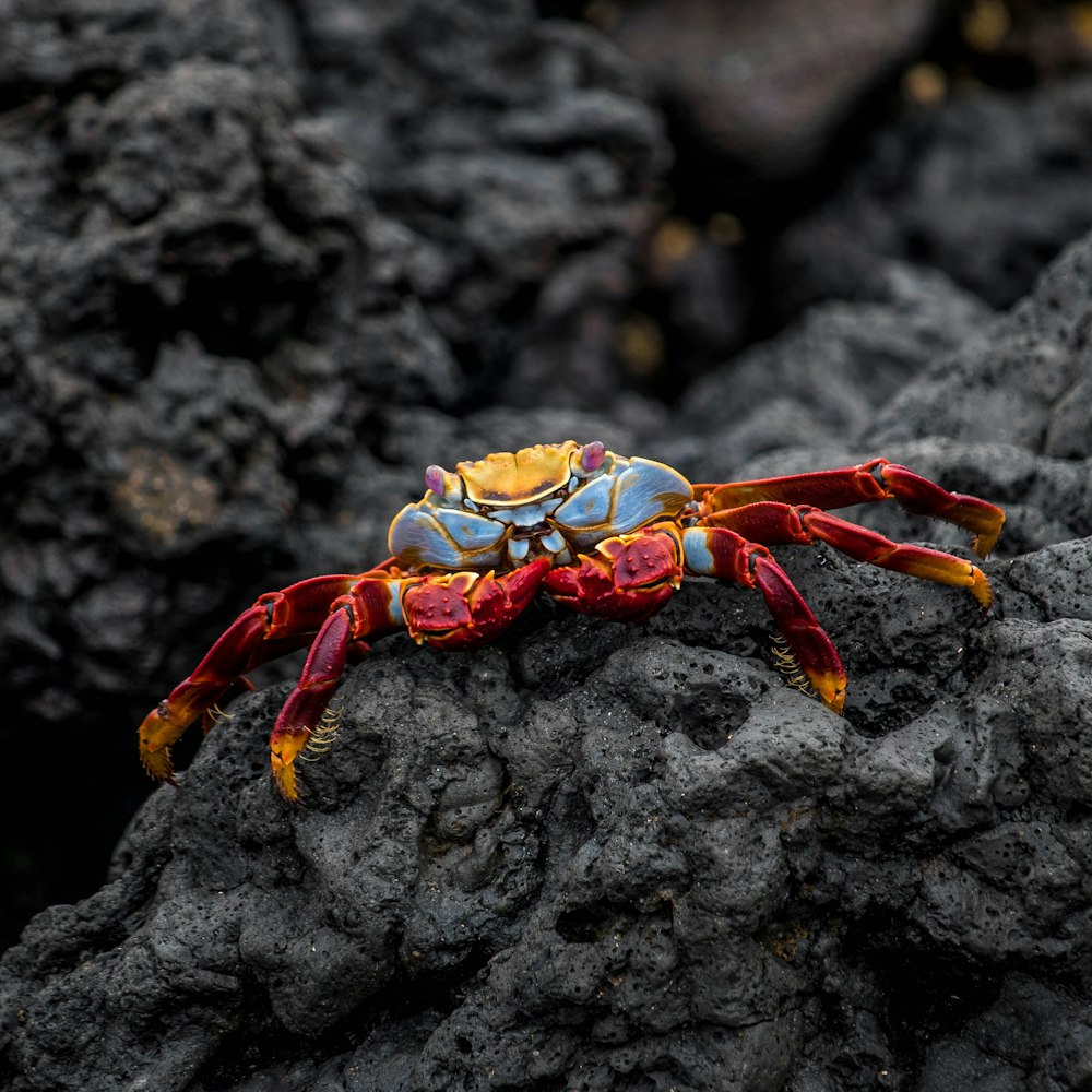 orange and gray crab on black rock