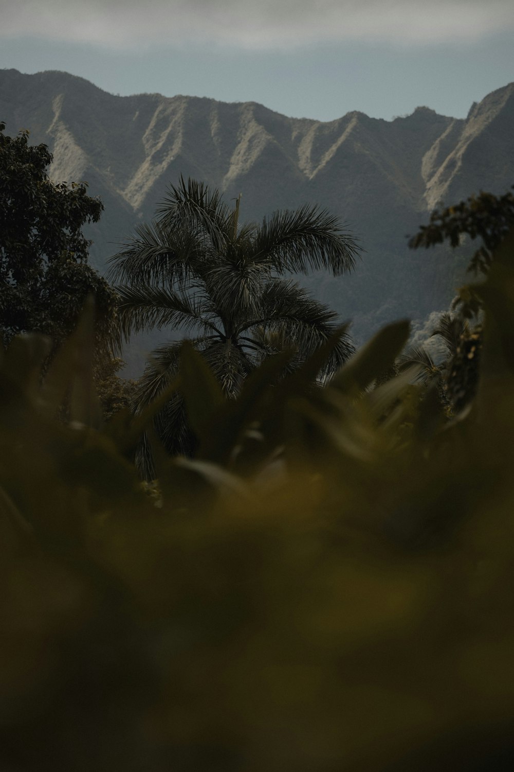 green palm tree during daytime