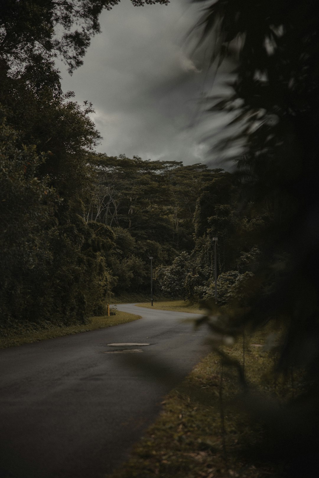 gray concrete road between green trees under gray sky