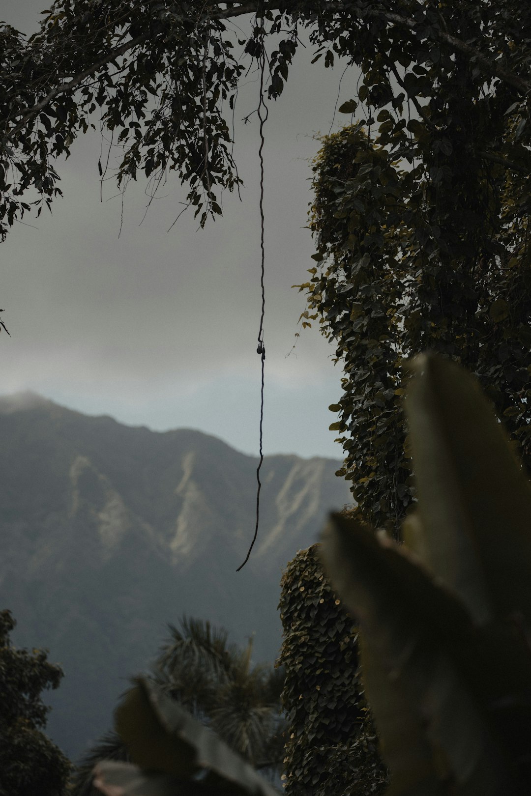 green pine tree on mountain during daytime