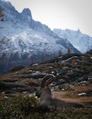 Changthangi goats grazing in the serene Himalayan landscape, source of rare pashmina wool.