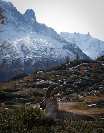Changthangi goats grazing in the serene Himalayan landscape, source of rare pashmina wool.