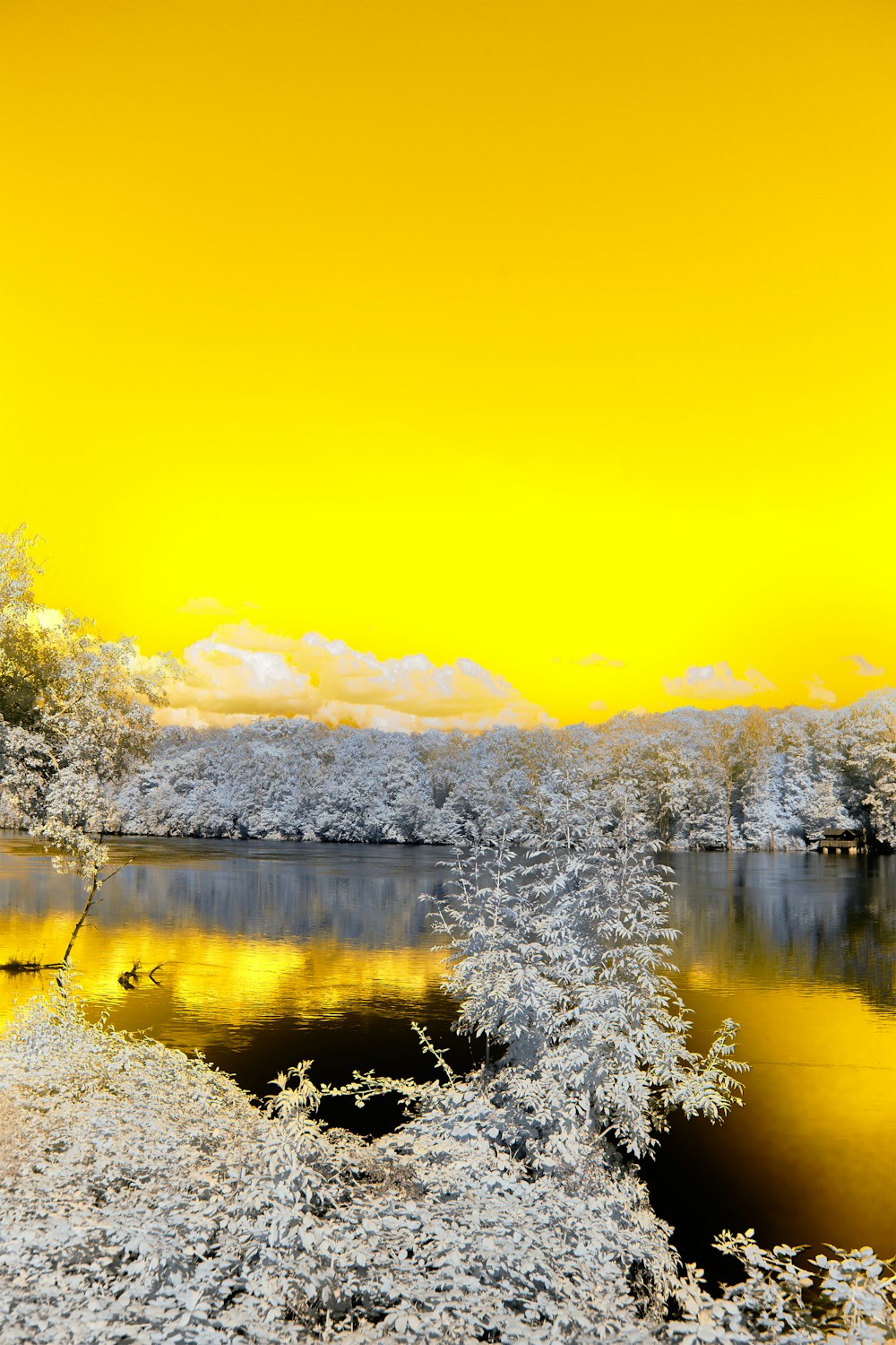 green trees near lake during daytime