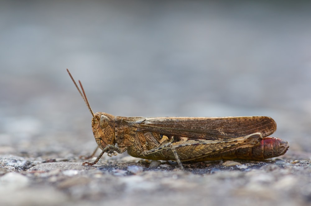 brown grasshopper on gray ground in close up photography during daytime