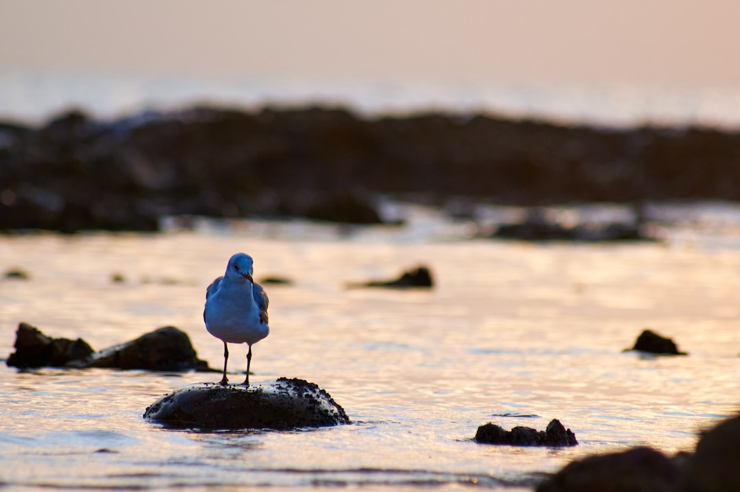 blue bird on gray rock