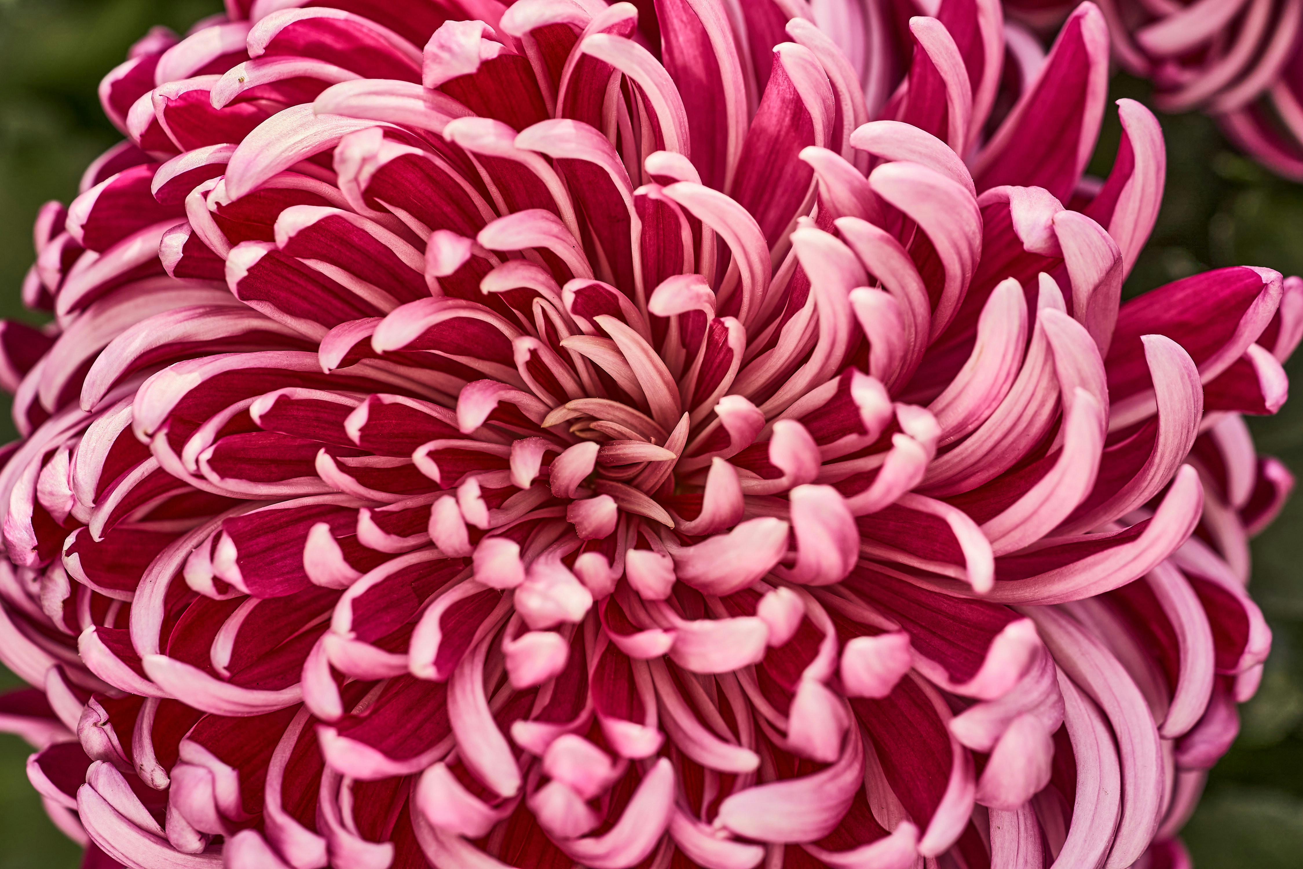 Photo by wolfgang_hasselmann