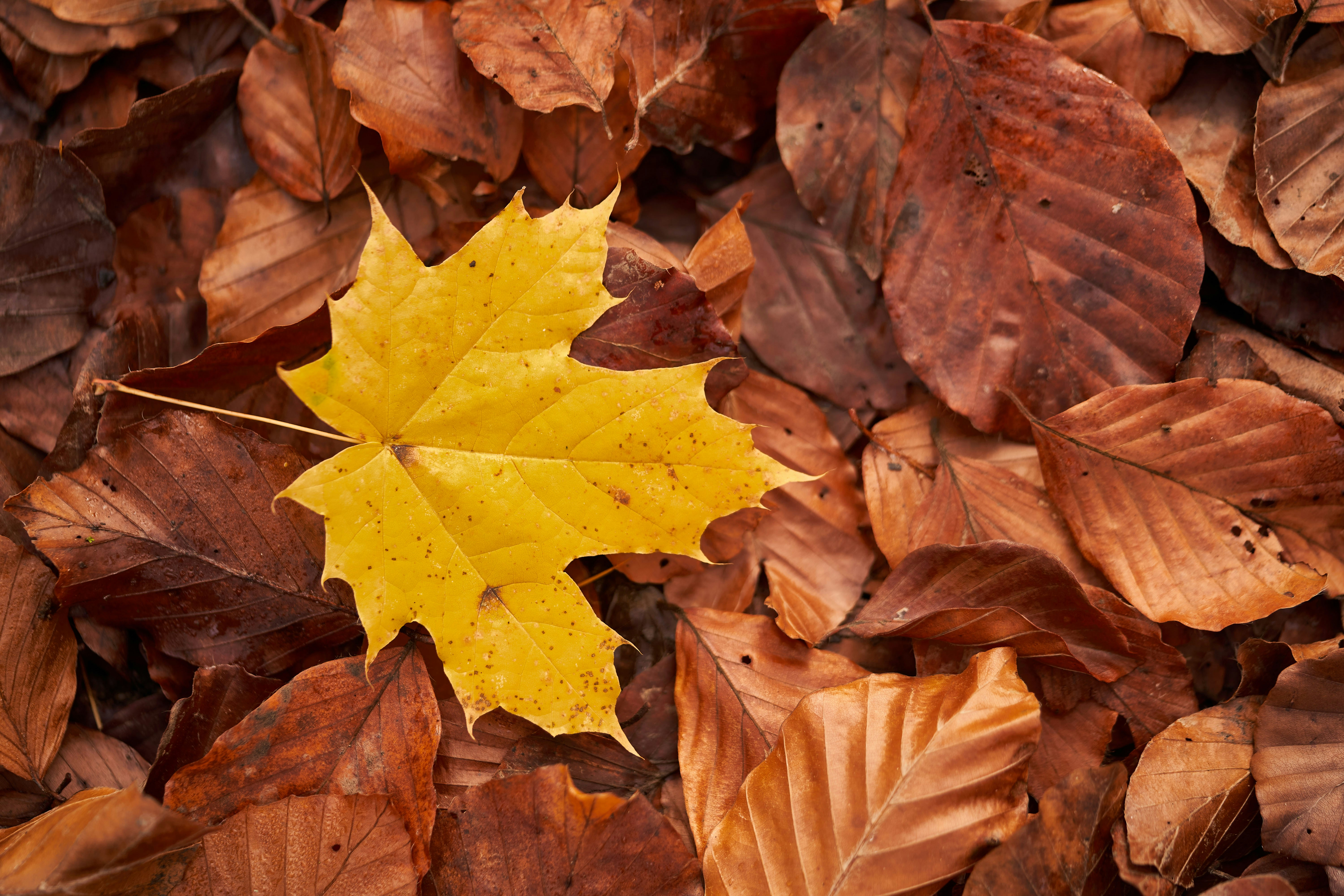 Photo by wolfgang_hasselmann