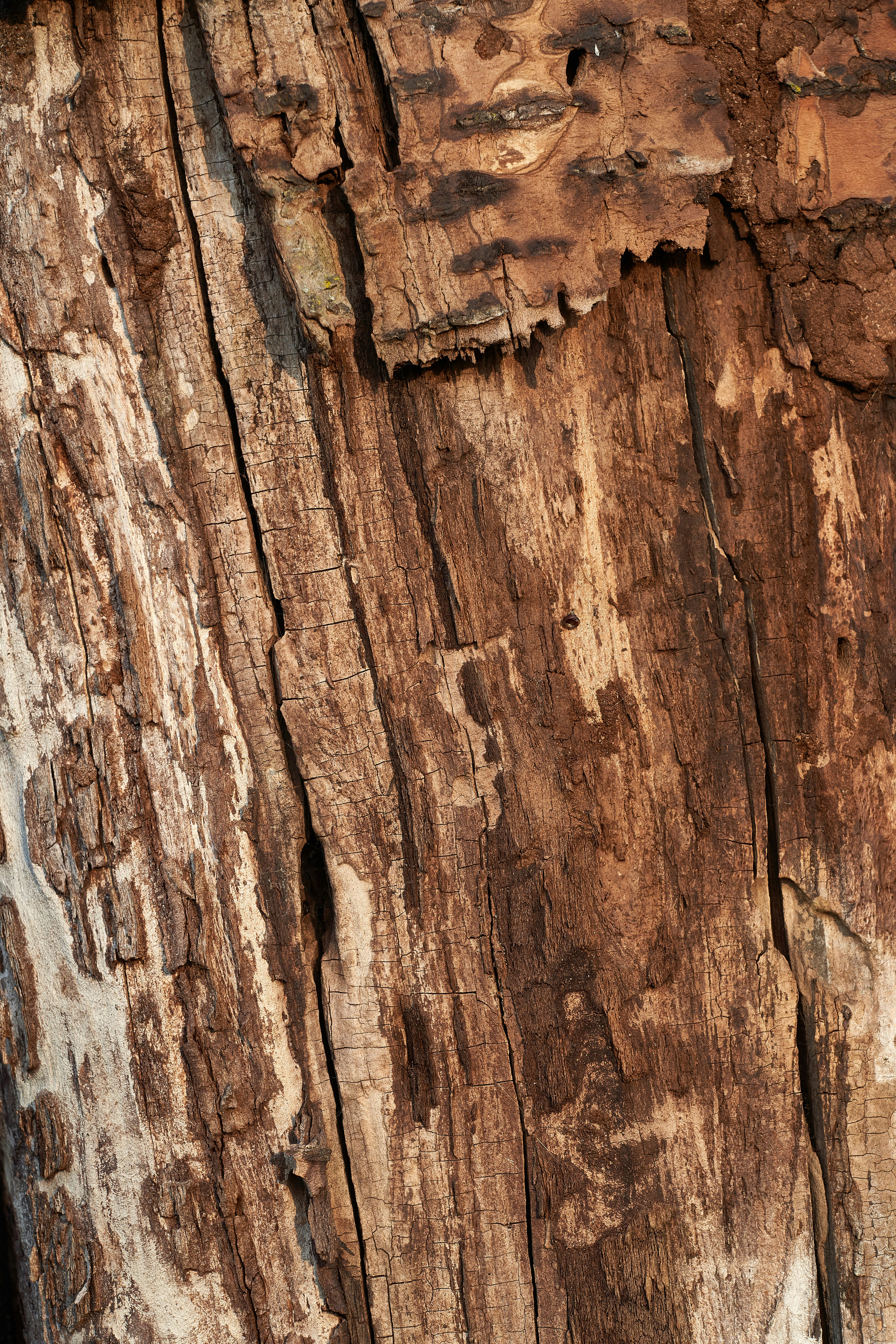 Photo by wolfgang_hasselmann