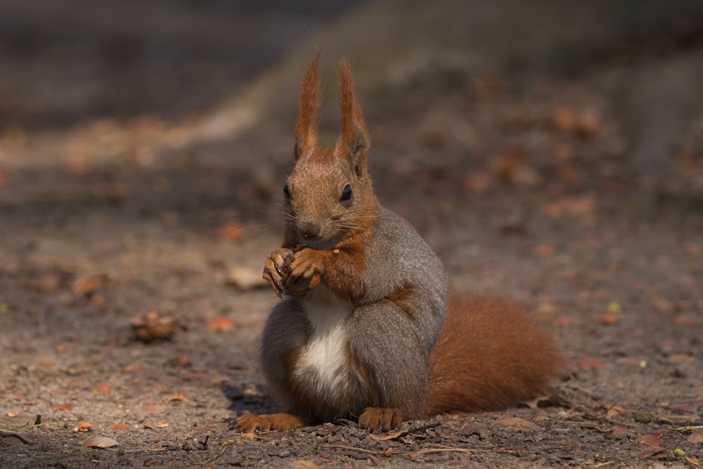 brown squirrel on brown ground during daytime