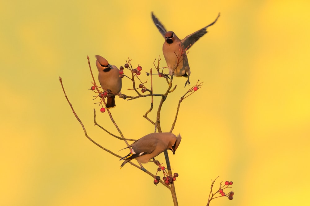 three birds perched on tree branch
