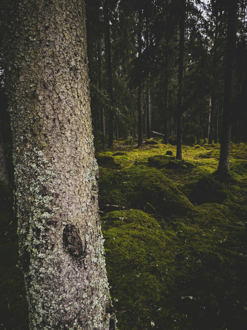 tronc d’arbre brun sur un champ d’herbe verte