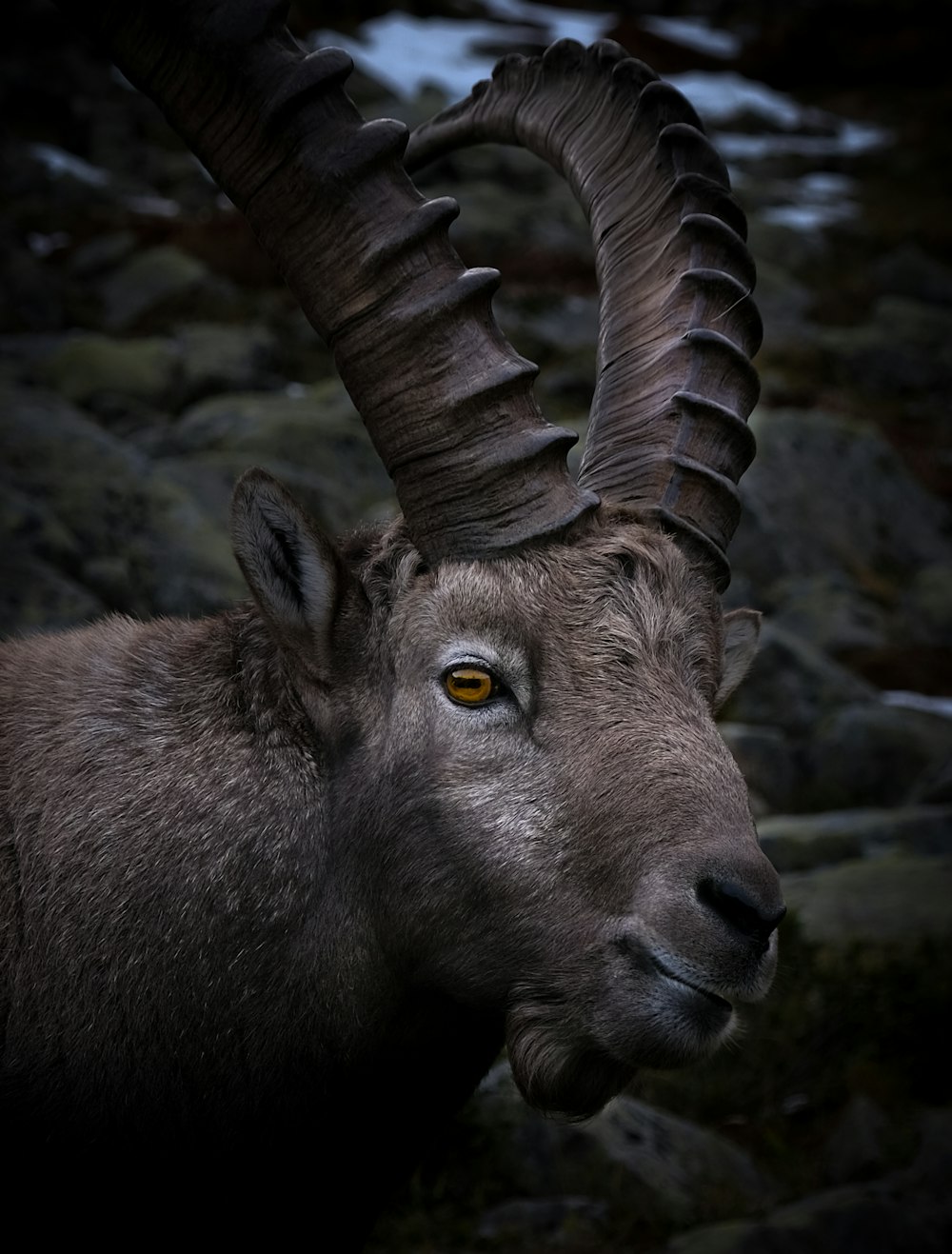 brown ram on gray rock