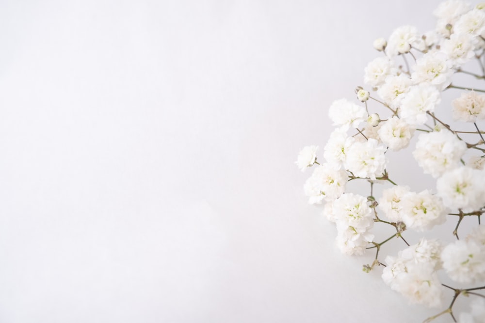 white flower on white surface