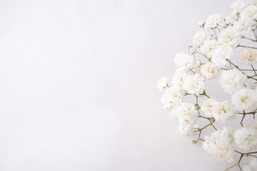 흰색 표면에 흰 꽃