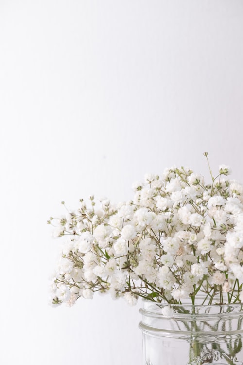 Gypsophila branca delicada