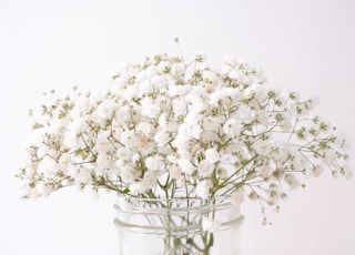 white flowers in clear glass vase