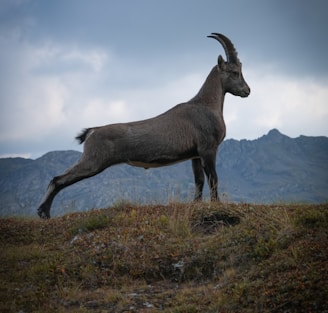 italian ibex mountain goat valle varaita