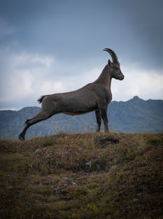 italian ibex mountain goat valle varaita